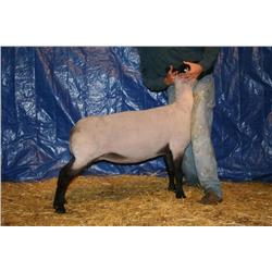 WHITE 1259 / ORANGE 83