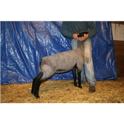 ST 6443/ST 6444/ST 7383