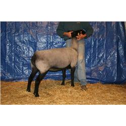 YELLOW 0007/IN 71805