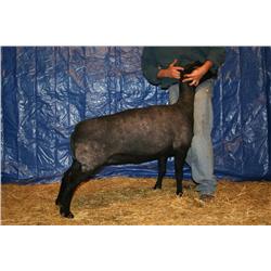 HARRELL 4542/ OK B66502