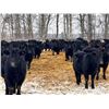 Image 1 : BN Ranch - 730# February Weaned Steers - 255 Head (Boyle, AB)