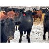 Image 2 : BN Ranch - 730# February Weaned Steers - 255 Head (Boyle, AB)