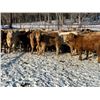 Image 1 : Turtleview Livestock - 720# February Weaned Steers - 81 Head (Goodlands, MB) VBP+