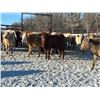 Image 8 : Turtleview Livestock - 720# February Weaned Steers - 81 Head (Goodlands, MB) VBP+