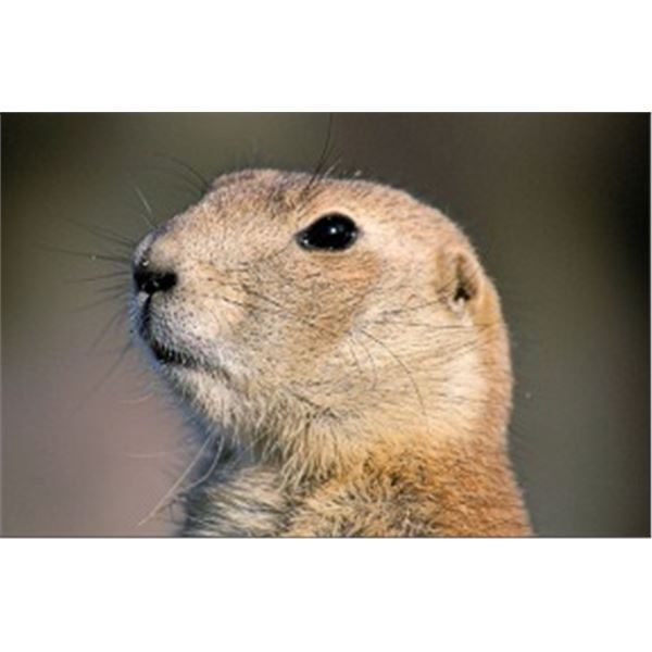 Prairie Dog Shoot