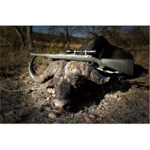 Buffalo Buddy Package