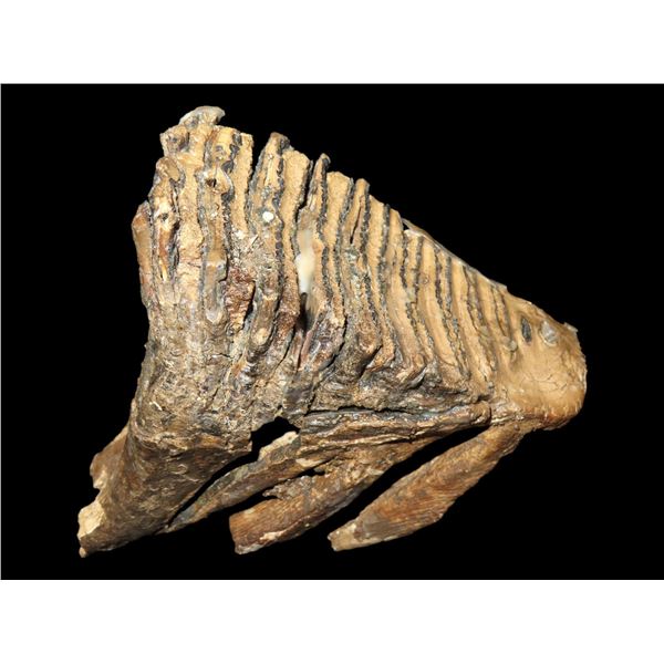 5 1/4" Baby Mammoth Tooth fossil found in Missouri