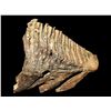 Image 1 : 5 1/4" Baby Mammoth Tooth fossil found in Missouri