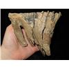 Image 6 : 5 1/4" Baby Mammoth Tooth fossil found in Missouri