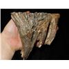 Image 7 : 5 1/4" Baby Mammoth Tooth fossil found in Missouri