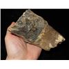 Image 8 : 5 1/4" Baby Mammoth Tooth fossil found in Missouri
