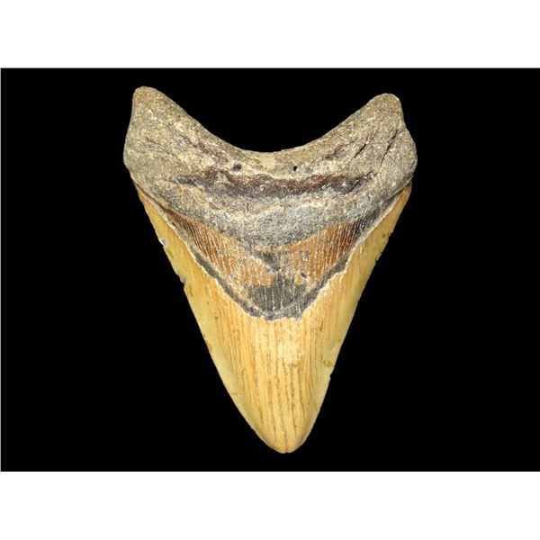 Extremely Fine 5 1/4" Megalodon Shark Tooth Found in Florida