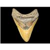 Image 1 : Extremely Fine 5 1/4" Megalodon Shark Tooth Found in Florida