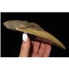 Image 3 : Extremely Fine 5 1/4" Megalodon Shark Tooth Found in Florida