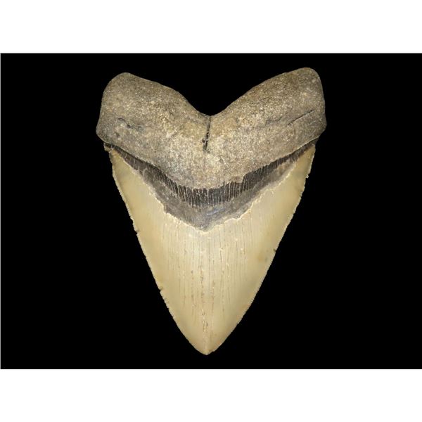 Best of the Best 5 7/8" Megalodon Shark Tooth found in Florida
