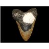 Image 1 : 5 3/4" Super Large Megalodon Shark Tooth found in Florida