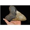 Image 2 : 5 3/4" Super Large Megalodon Shark Tooth found in Florida
