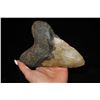 Image 3 : 5 3/4" Super Large Megalodon Shark Tooth found in Florida