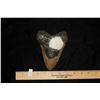 Image 5 : 5 3/4" Super Large Megalodon Shark Tooth found in Florida
