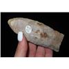 Image 2 : 3 3/4" Clovis Made of Boyle Chert, Dickey COA, Found in Kentucky, Ex Walt McIntyre