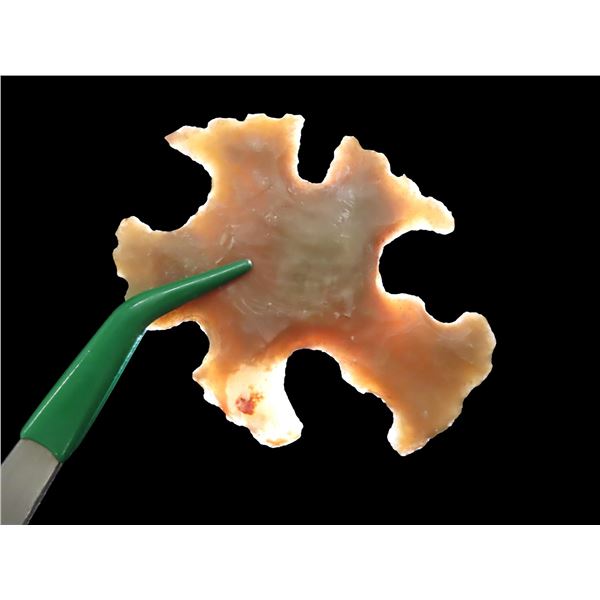 2 3/8" Pre Columbian Eccentric, Motley COA, Found in South America