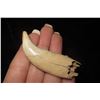 Image 2 : 2 3/8" Bear Tooth