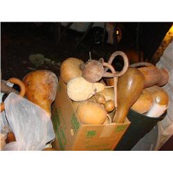 HUGE Amounts of Gourds