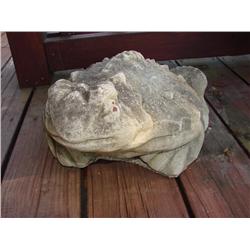 Cement Horn Toad Frog (Official Reptile of Tx)