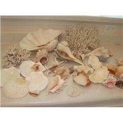 Seashells & Corals