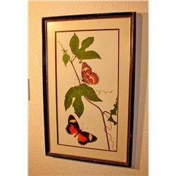 Two Framed Butterfly Pictures