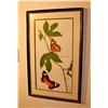 Image 1 : Two Framed Butterfly Pictures
