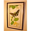 Image 2 : Two Framed Butterfly Pictures