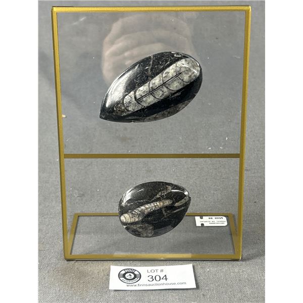 Orthoceras Fossil In Display. Retails $680.00