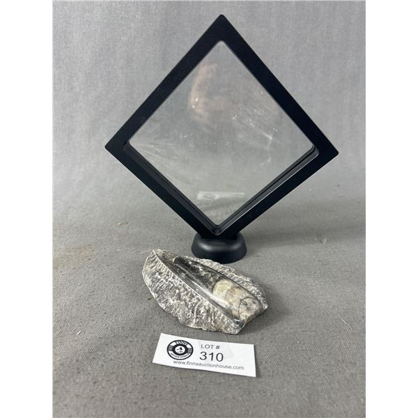 4.2  Orthoceras Fossil In Display. Retails $480.00