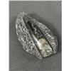 Image 2 : 4.2" Orthoceras Fossil In Display. Retails $480.00