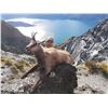 Image 2 : New Zealand Bull Tahr and Chamois