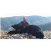 Image 3 : Wyoming Black Bear Hunt