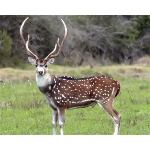 Texas Free Range Axis Deer