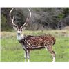 Image 1 : Texas Free Range Axis Deer