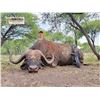 Image 5 : 10 Day/9 Night Plains Game Hunt in the Limpopo Province South Africa for 2 Hunters for 2 Buffalo