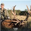 Image 3 : 4 Day Argentina Red Stag for 2 Hunters with Pointer Big Game in Argentina