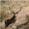 Image 5 : 4 Day Argentina Red Stag for 2 Hunters with Pointer Big Game in Argentina