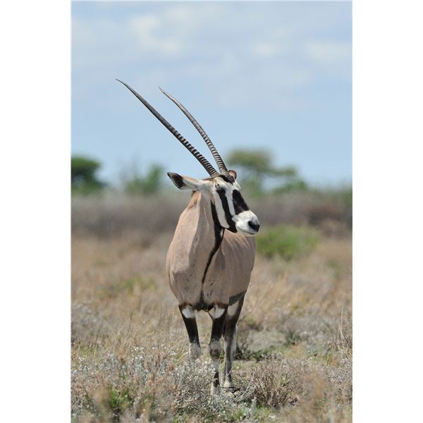 1 Trophy Cow Oryx 1 Hunter on 362,000 acre Private Ranch with Del Re Outdoor Expeditions