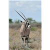 Image 1 : 1 Trophy Cow Oryx 1 Hunter on 362,000 acre Private Ranch with Del Re Outdoor Expeditions
