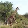 Image 4 : 10 Day/9 Night Giraffe Hunt in the Limpopo Province for 2 Hunters with Ubati Global Safaris