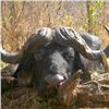 Image 1 : Bull Buffalo Hunt for 1 Hunter in Zimbabwe, Africa with Elephant Trails Safaris