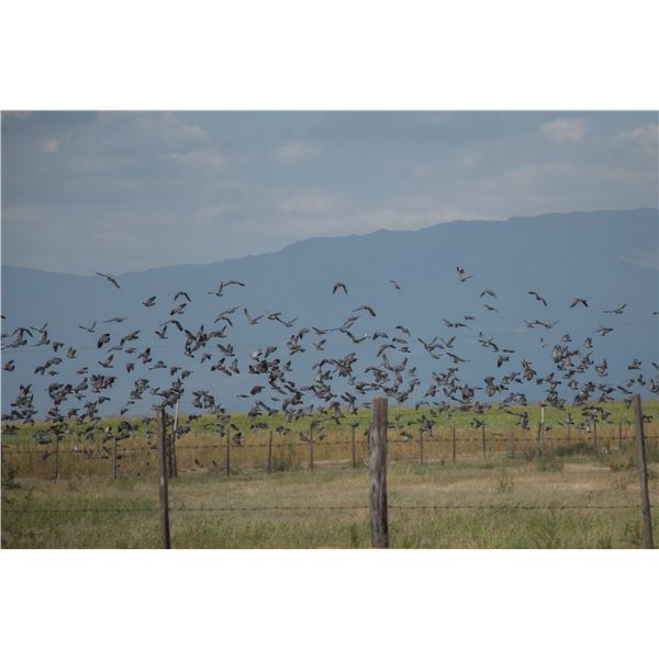 4 Nights & 3 Days of Amazing Dove Hunting with Hunter Roy Wingshooting Argentina for up to 4 Hunters