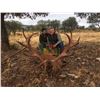 Image 4 : 4 Day Amazing Spanish Hunt for 1 Iberian Red Deer for 1 Hunter with Giuseppe Carrizosa – SP