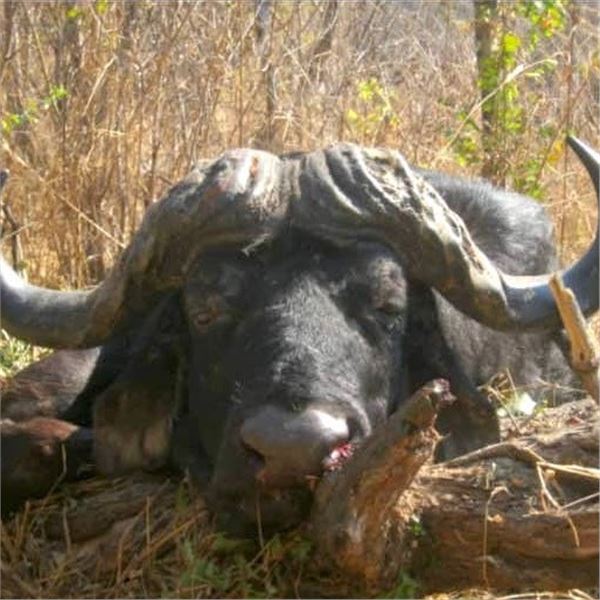 Bull Buffalo Hunt for 1 Hunter in Zimbabwe, Africa with Elephant Trails Safaris