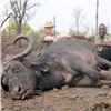 Image 3 : Bull Buffalo Hunt for 1 Hunter in Zimbabwe, Africa with Elephant Trails Safaris
